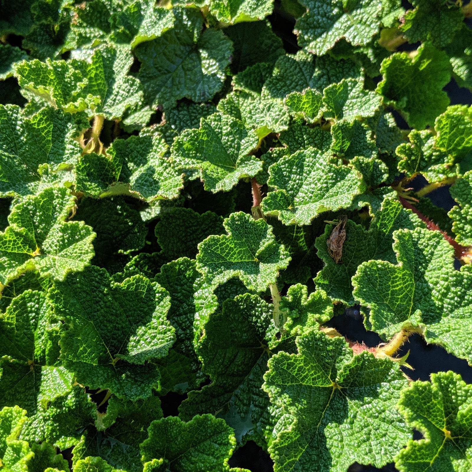 Rubus calycinoides ~ Creeping Raspberry - Delivered By ServeScape