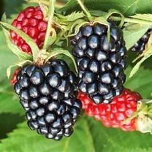 Rubus fruticosus 'Ouachita' ~ Ouachita Thornless Blackberry - Delivered By ServeScape