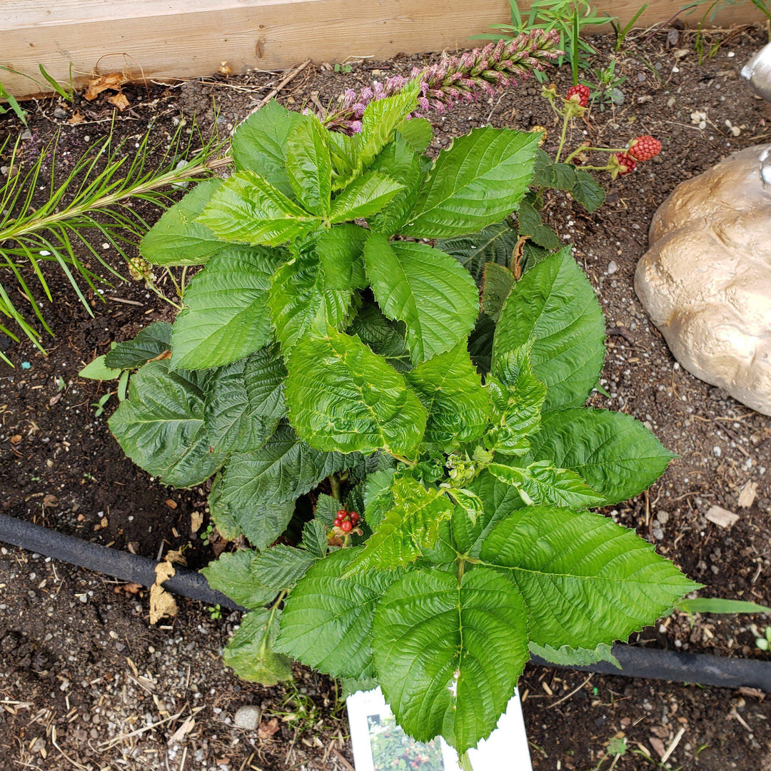 Rubus ulmifolius ‘APF-236T’ ~ Bushel and Berry® Baby Cakes® Thornless Blackberry-ServeScape