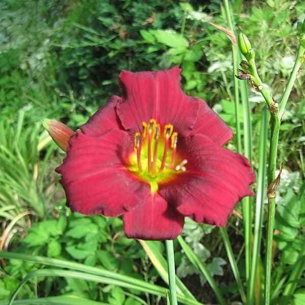 Hemerocallis 'Ruby Stella' ~ Ruby Stella D'Oro Daylily-ServeScape
