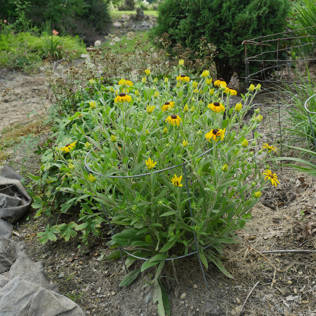 Rudbeckia 'American Gold Rush' ~ American Gold Rush Black-Eyed Susan-ServeScape
