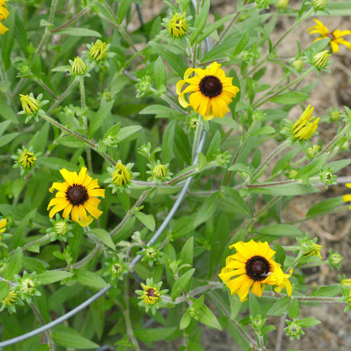 Rudbeckia 'American Gold Rush' ~ American Gold Rush Black-Eyed Susan-ServeScape