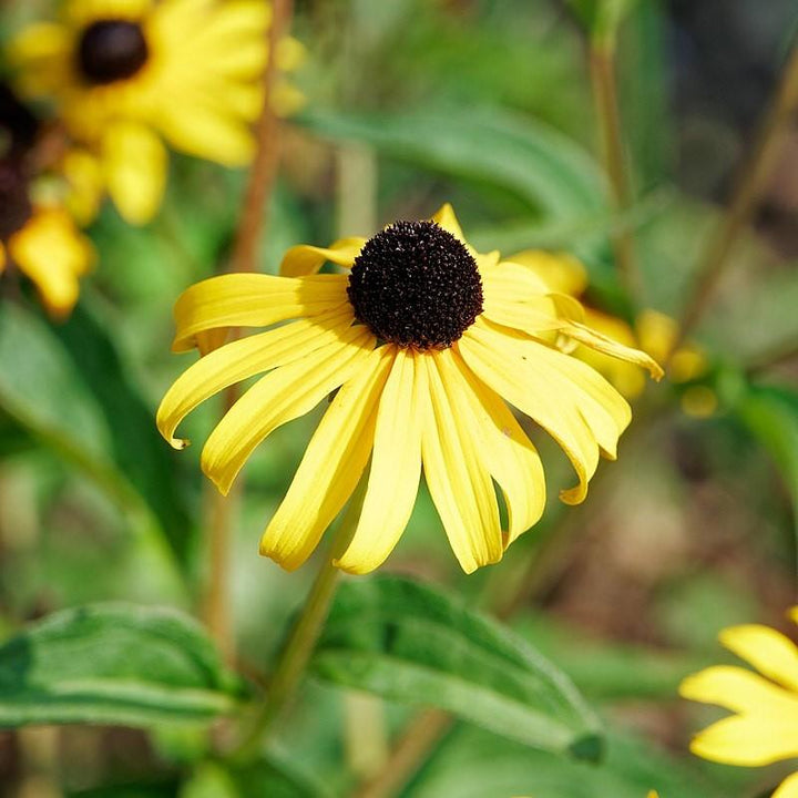 Rudbeckia 'American Gold Rush' ~ American Gold Rush Black-Eyed Susan-ServeScape