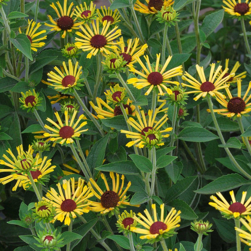 Rudbeckia subtomentosa 'Little Henry' ~ Little Henry Sweet Coneflower-ServeScape