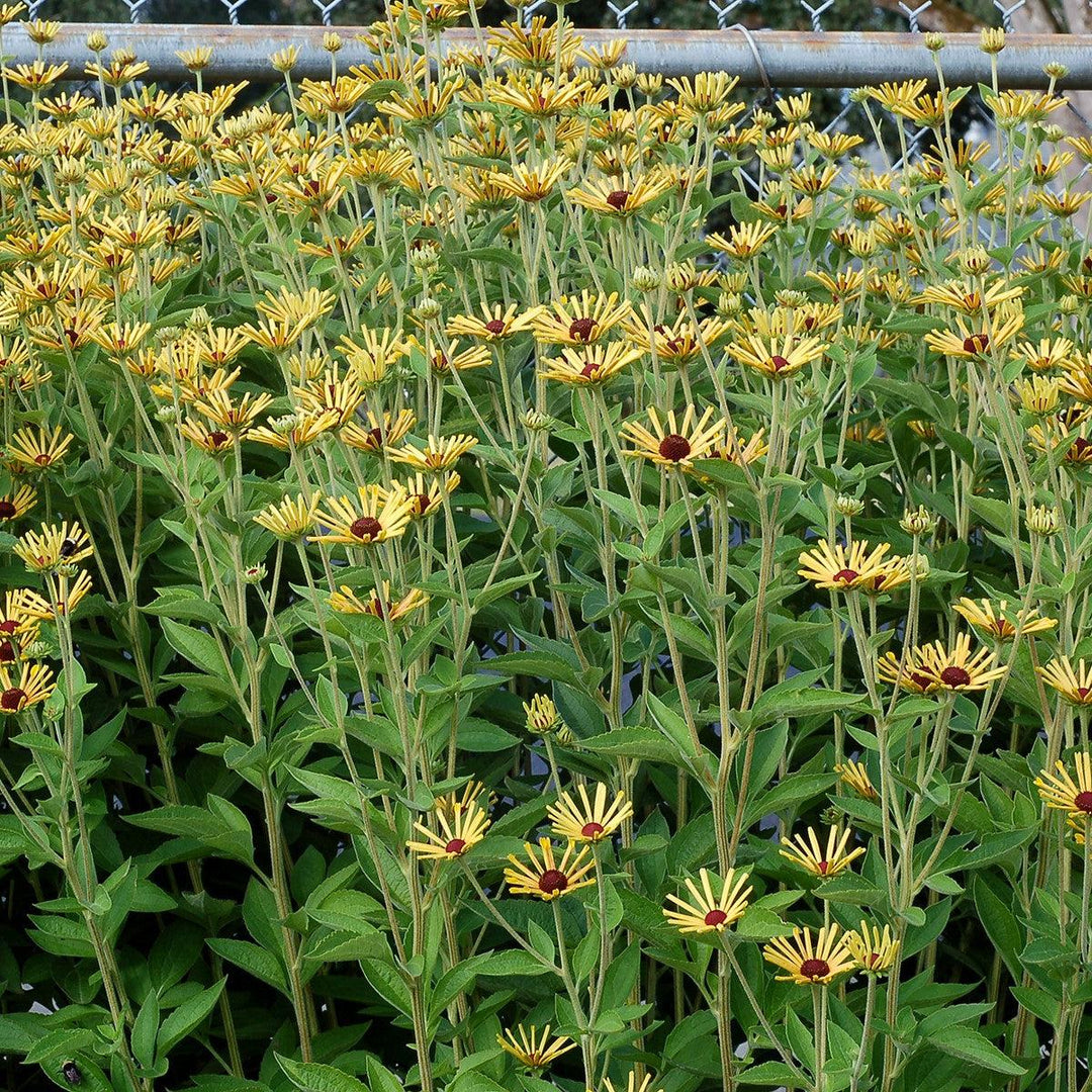 Rudbeckia subtomentosa 'Little Henry' ~ Little Henry Sweet Coneflower-ServeScape