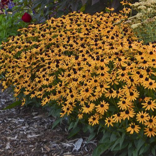 Rudbeckia fulgida 'Little Goldstar' ~ Little Goldstar Black-Eyed Susan-ServeScape