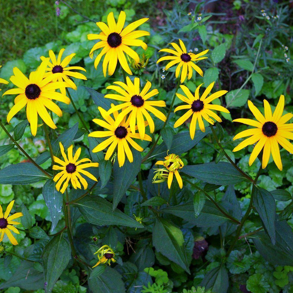 Rudbeckia fulgida  ~ Orange Coneflower - Delivered By ServeScape