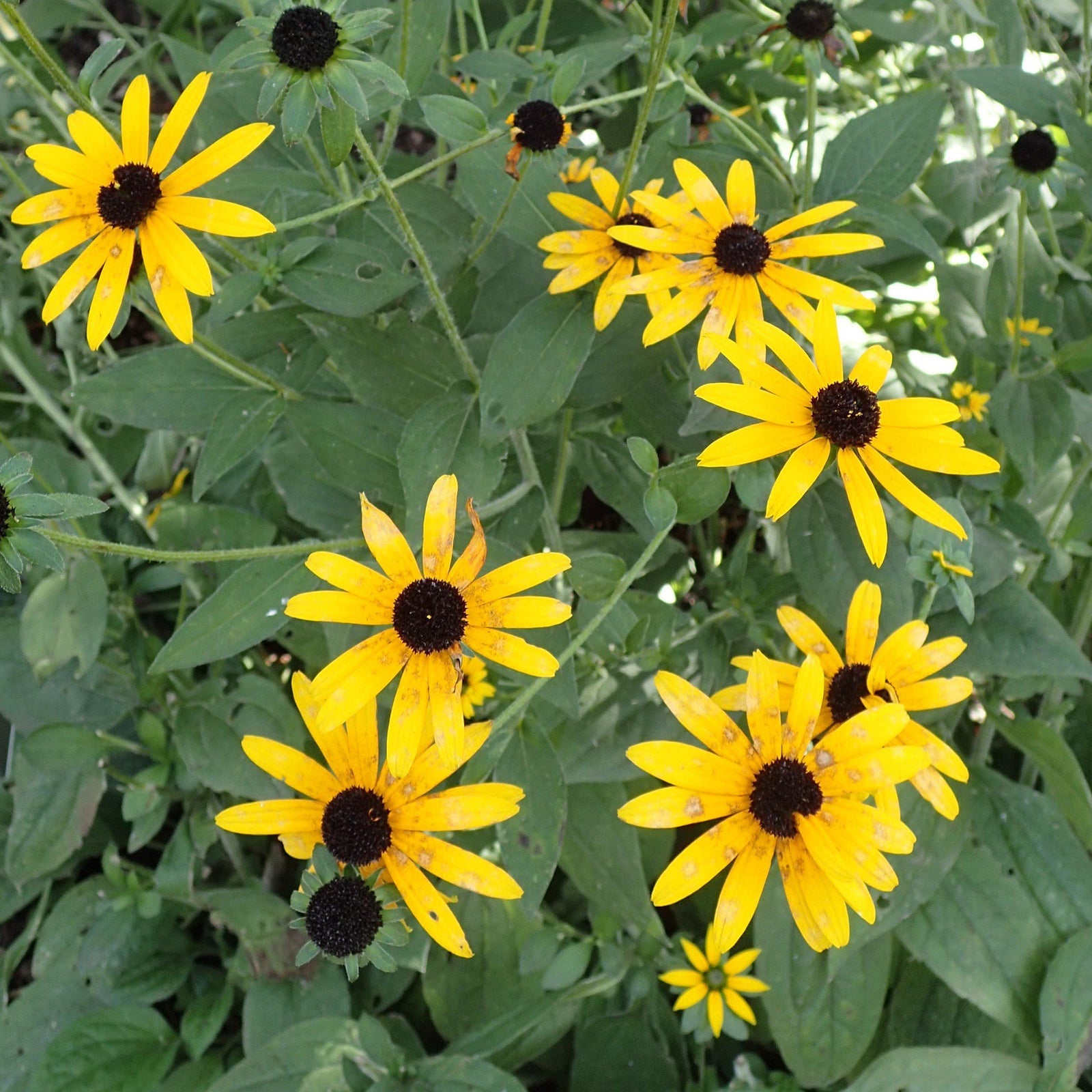 Rudbeckia fulgida var. deamii ~ Deam's Black-Eyed Susan-ServeScape