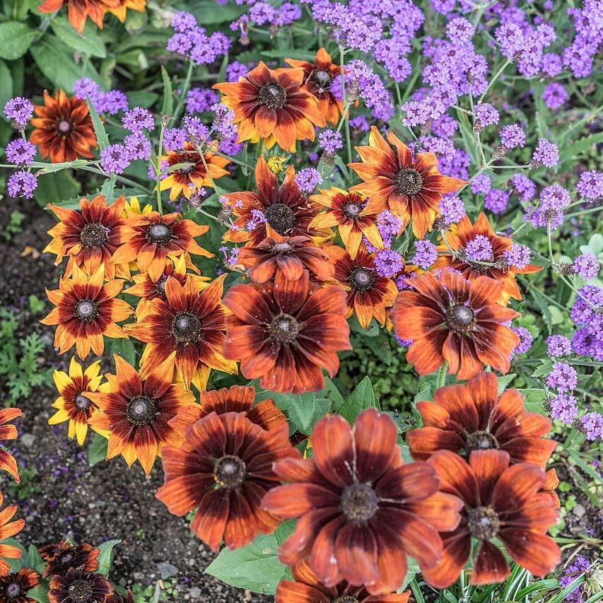 Rudbeckia hirta 'Cherokee Sunset' ~ Cherokee Sunset Gloriosa Daisy - Delivered By ServeScape