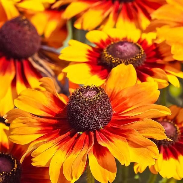 Rudbeckia hirta ‘Denver Daisy’ ~ Denver Daisy Gloriosa Daisy-ServeScape