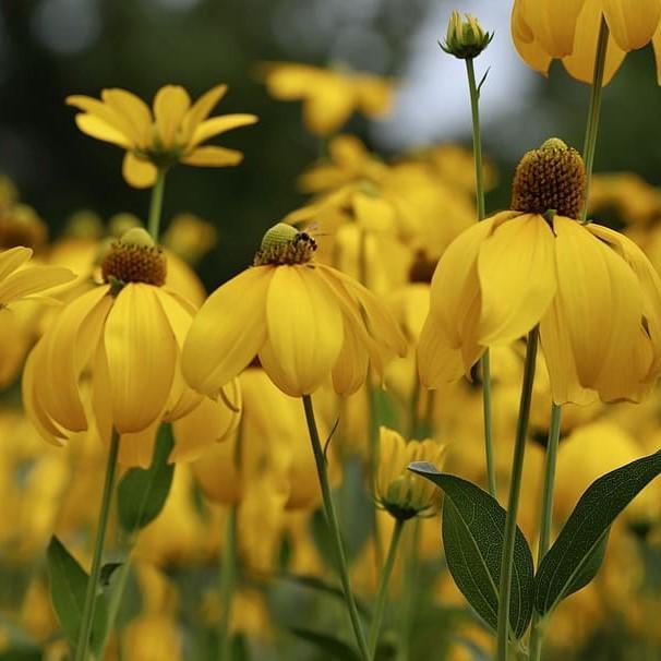 Rudbeckia laciniata 'Autumn Sun' ~ Autumn Sun Cutleaf Coneflower-ServeScape
