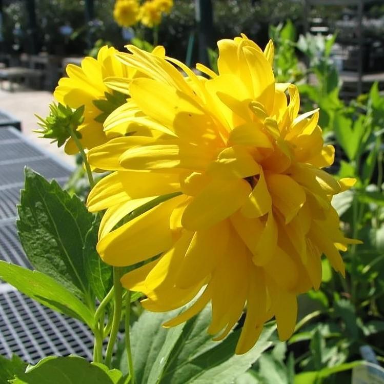 Rudbeckia laciniata 'Goldquelle' ~ Goldquelle Cutleaf Coneflower-ServeScape