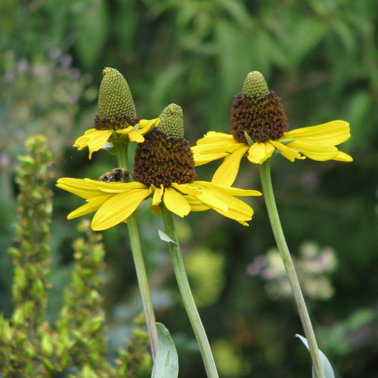 Rudbeckia maxima ~ Large Coneflower-ServeScape