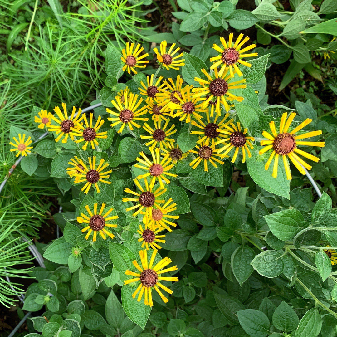 Rudbeckia subtomentosa 'Little Henry' ~ Little Henry Sweet Coneflower-ServeScape