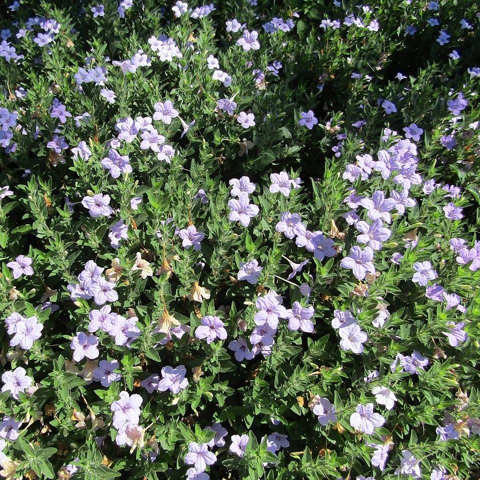 Ruellia humilis ~ Wild Petunia-ServeScape