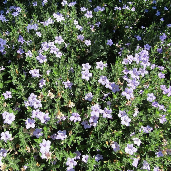 Ruellia humilis ~ Wild Petunia-ServeScape