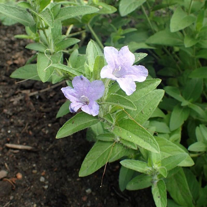 Ruellia humilis ~ Wild Petunia-ServeScape