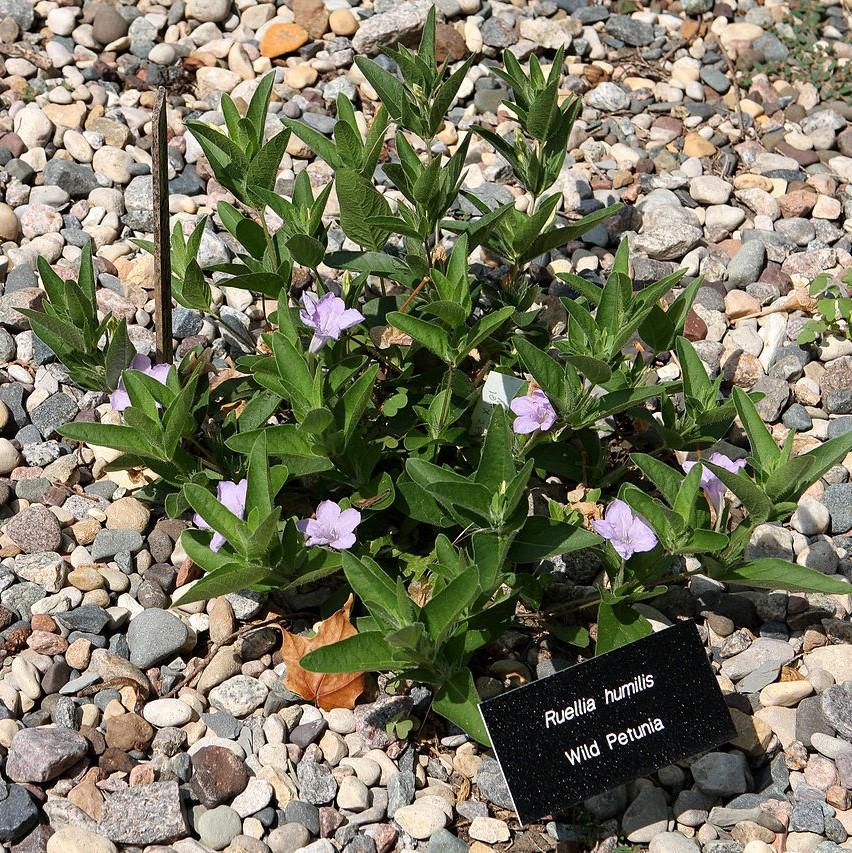 Ruellia humilis ~ Wild Petunia-ServeScape