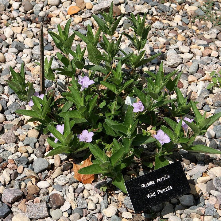 Ruellia humilis ~ Wild Petunia-ServeScape