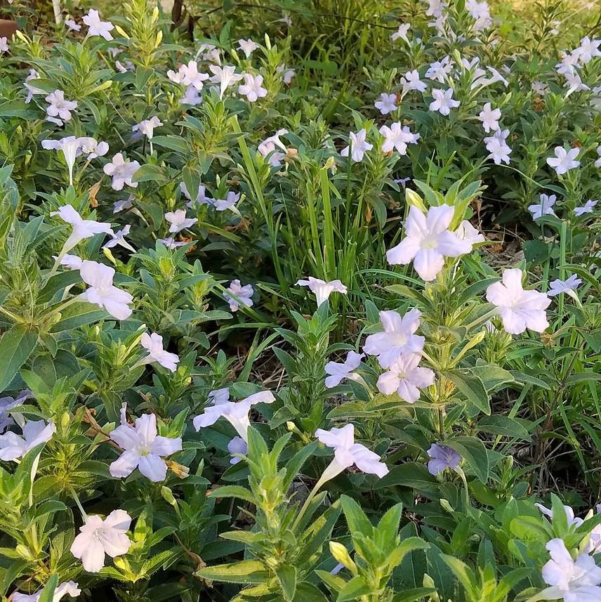 Ruellia humilis ~ Wild Petunia-ServeScape