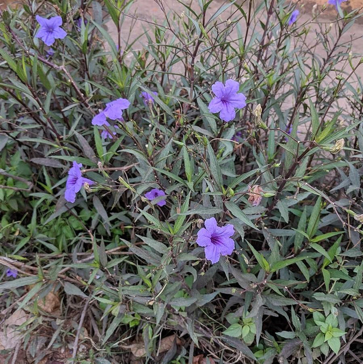 Ruellia simplex ~ Mexican Petunia-ServeScape