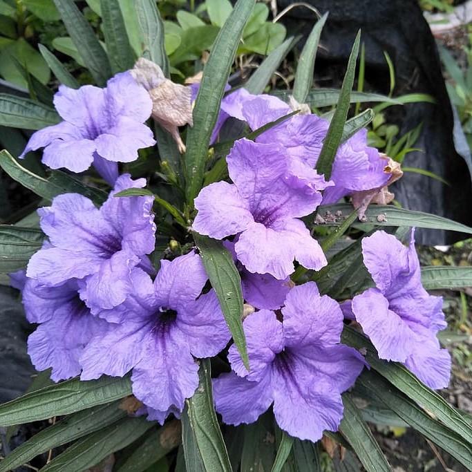 Ruellia simplex ~ Mexican Petunia-ServeScape