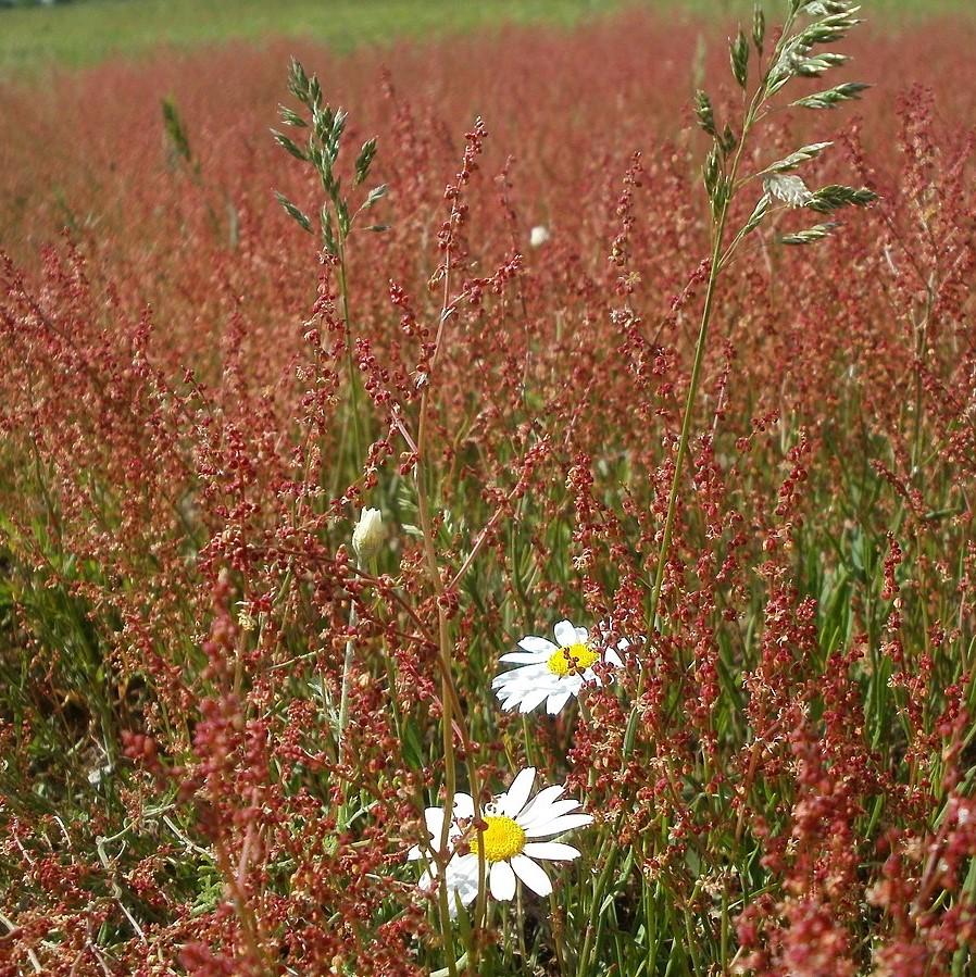 Rumex acetosella ~ Red Sorrel-ServeScape
