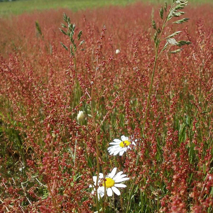 Rumex acetosella ~ Red Sorrel-ServeScape