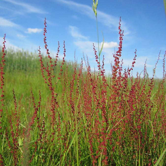 Rumex acetosella ~ Red Sorrel-ServeScape