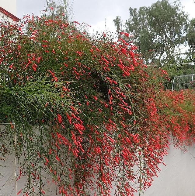 Russelia equisetiformis ~ Firecracker Plant-ServeScape