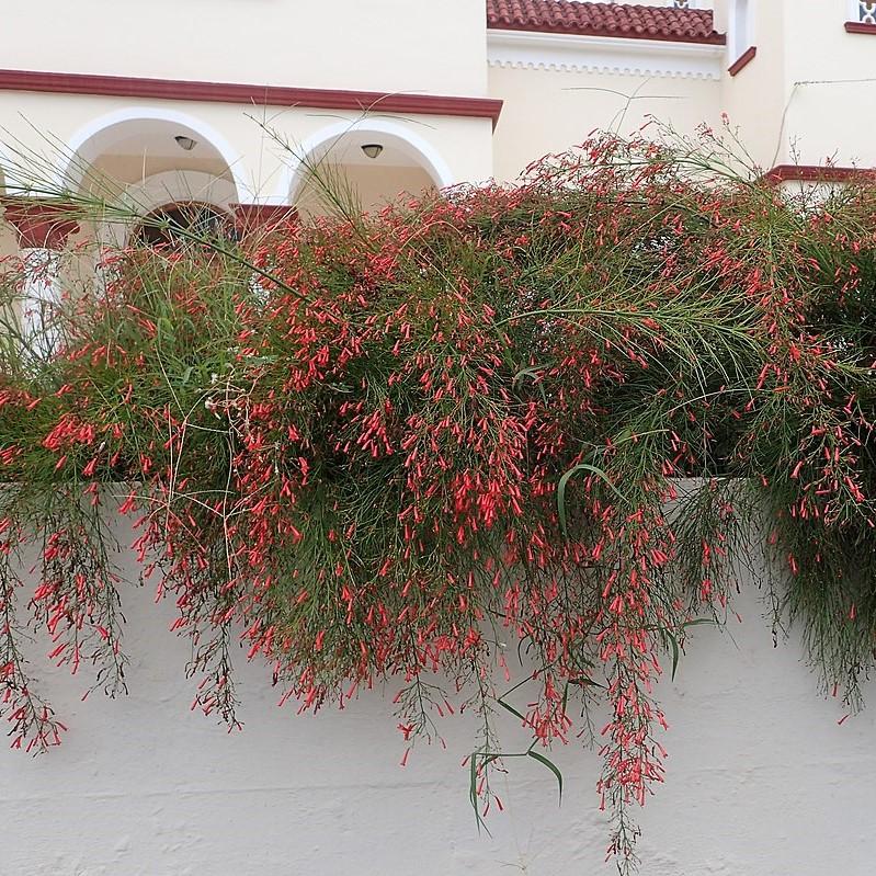 Russelia equisetiformis ~ Firecracker Plant-ServeScape