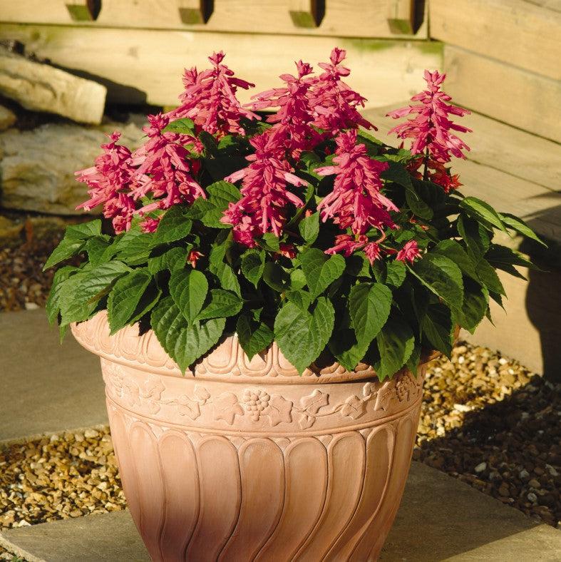Salvia splendens 'PAS425912' ~ Vista™ Rose Salvia-ServeScape
