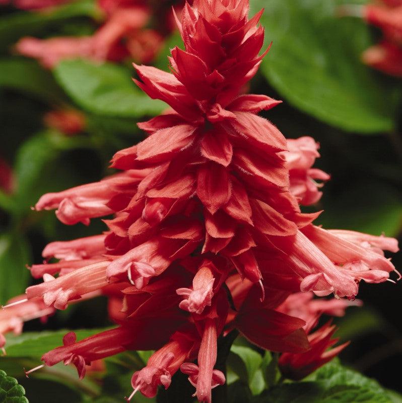 Salvia splendens 'PAS425912' ~ Vista™ Rose Salvia-ServeScape