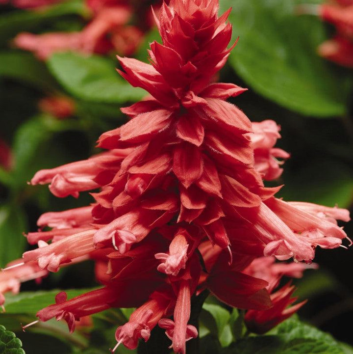 Salvia splendens 'PAS425912' ~ Vista™ Rose Salvia-ServeScape