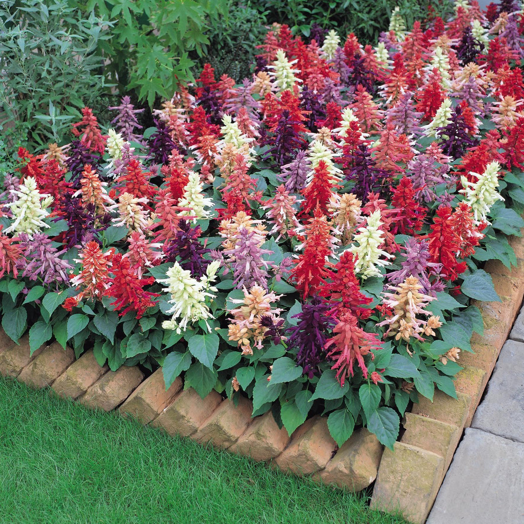 Salvia splendens 'Vista Mixture' ~ Vista™ Mix Salvia-ServeScape