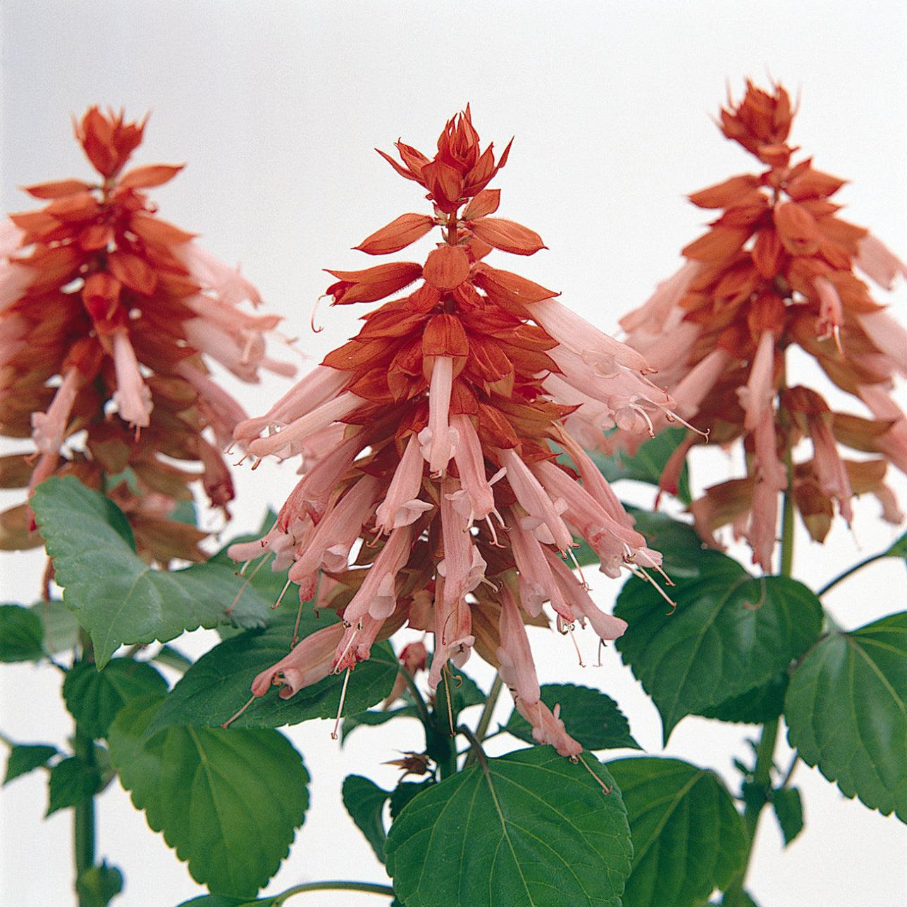 Salvia splendens 'PAS94671' ~ Vista™ Salmon Salvia-ServeScape