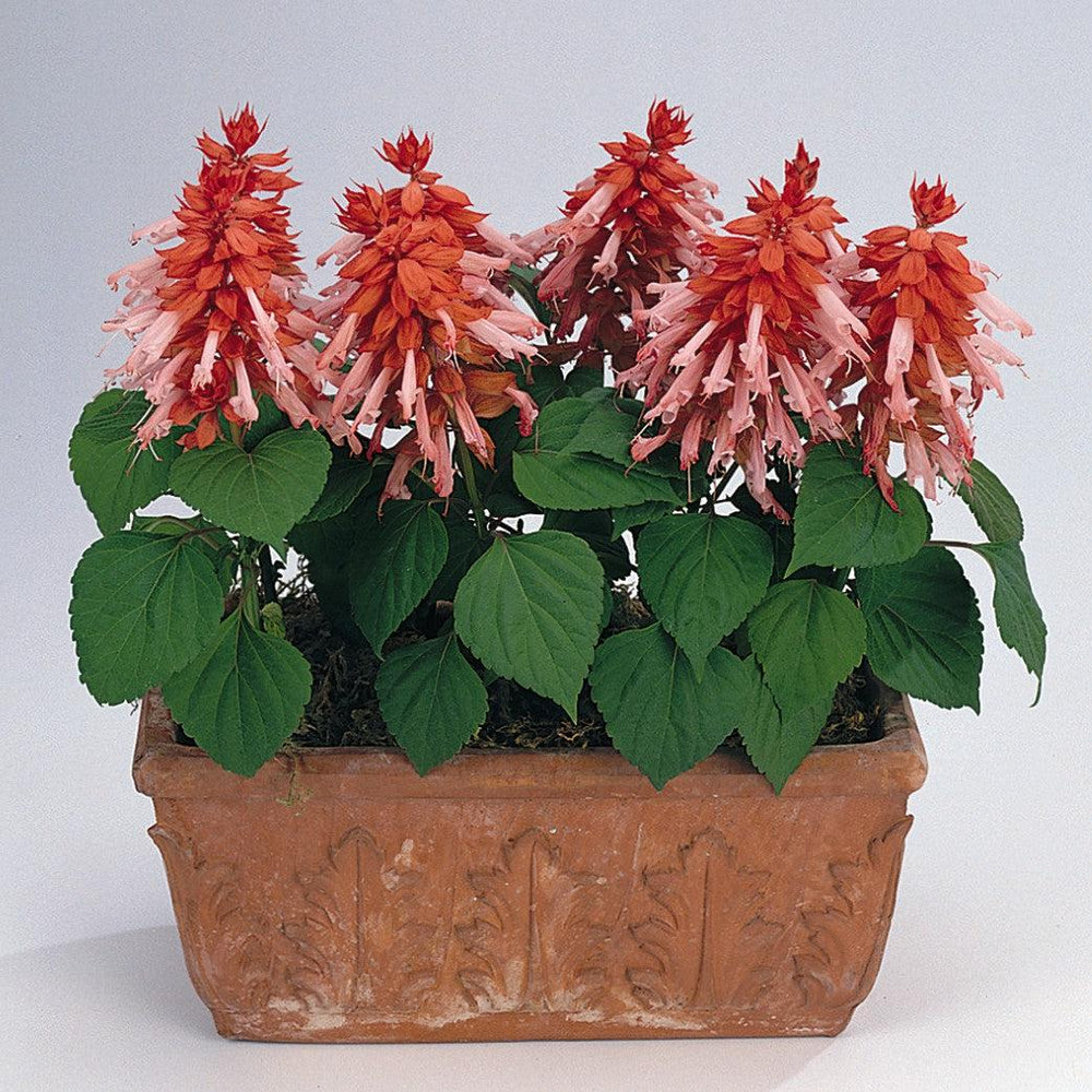 Salvia splendens 'PAS94671' ~ Vista™ Salmon Salvia-ServeScape