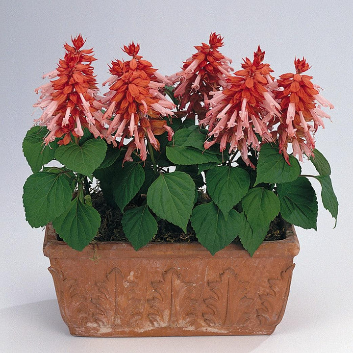 Salvia splendens 'PAS94671' ~ Vista™ Salmon Salvia-ServeScape