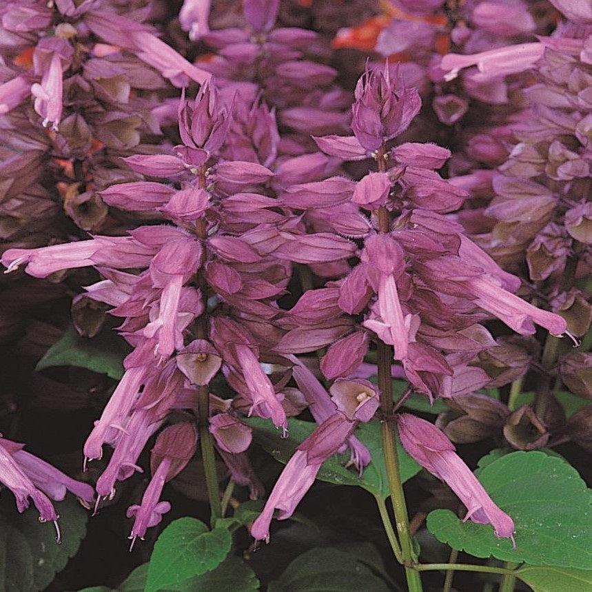 Salvia splendens 'PAS3289' ~ Vista™ Lavender Salvia-ServeScape