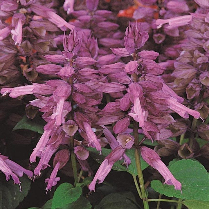 Salvia splendens 'PAS3289' ~ Vista™ Lavender Salvia-ServeScape