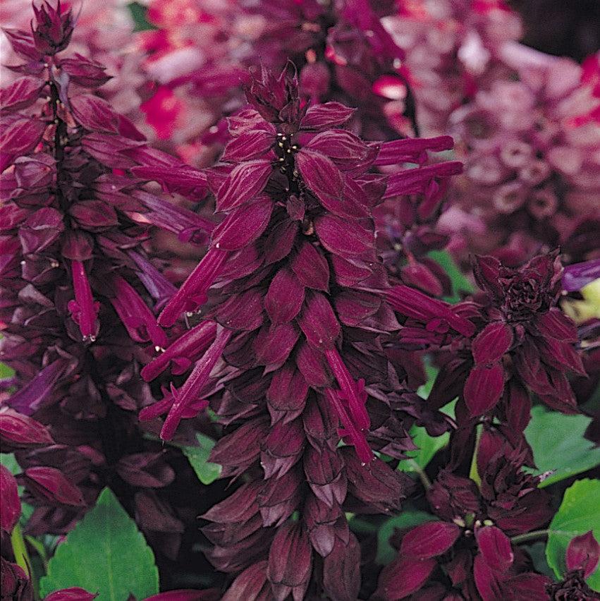 Salvia splendens 'PAS3292' ~ Vista™ Purple Salvia-ServeScape