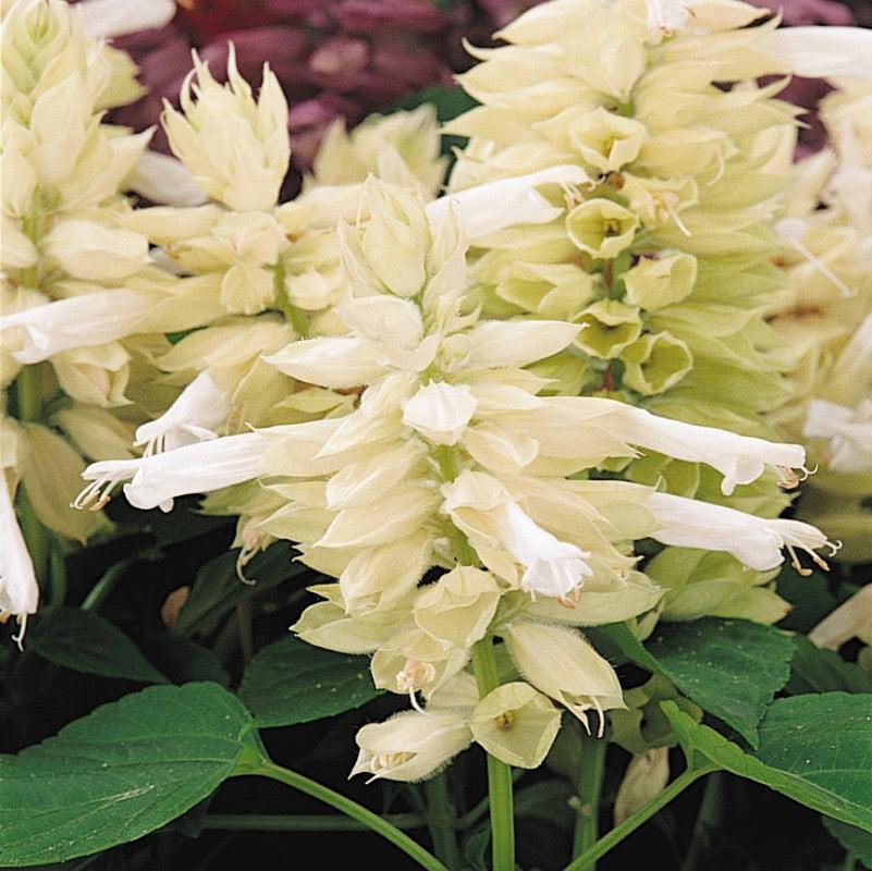 Salvia splendens 'PAS3296' ~ Vista™ White Salvia-ServeScape