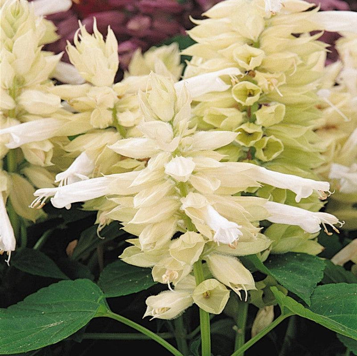 Salvia splendens 'PAS3296' ~ Vista™ White Salvia-ServeScape