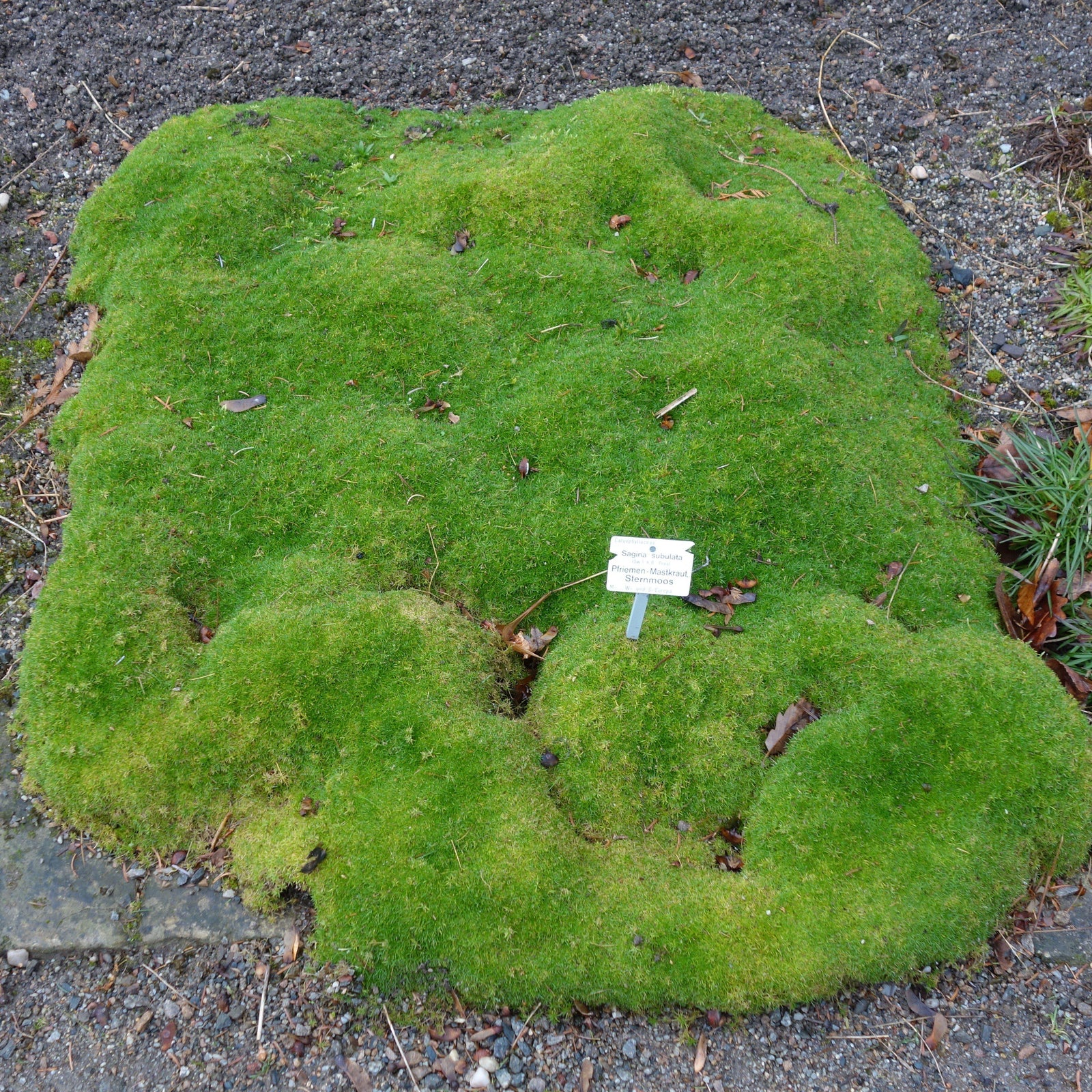 Sagina subulata ~ Irish Moss-ServeScape