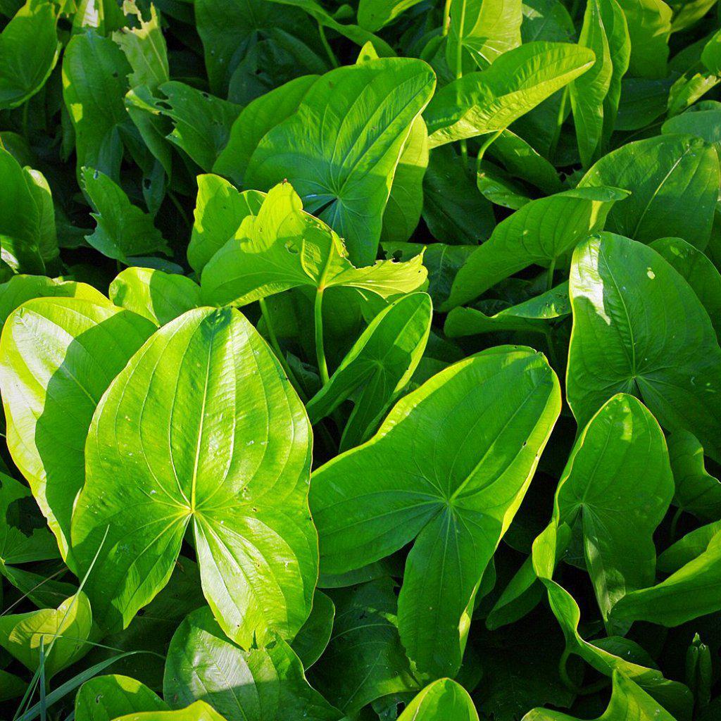 Sagittaria latifolia ~ Broadleaf Arrowhead, Duck Potato - Delivered By ServeScape