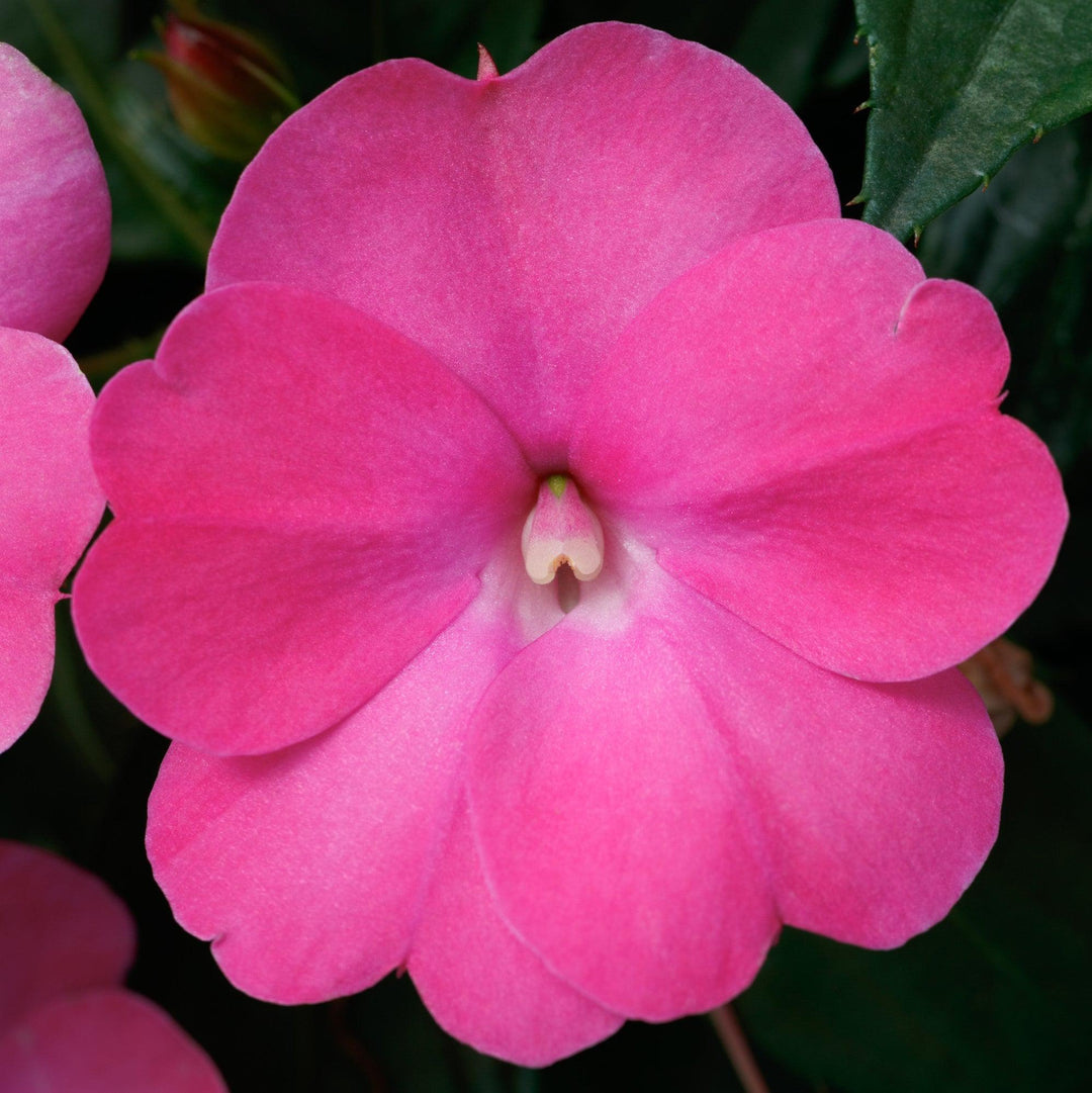 Impatiens x hybrida 'SAKIMP061' ~ SunPatiens® Compact Hot Pink Impatiens-ServeScape