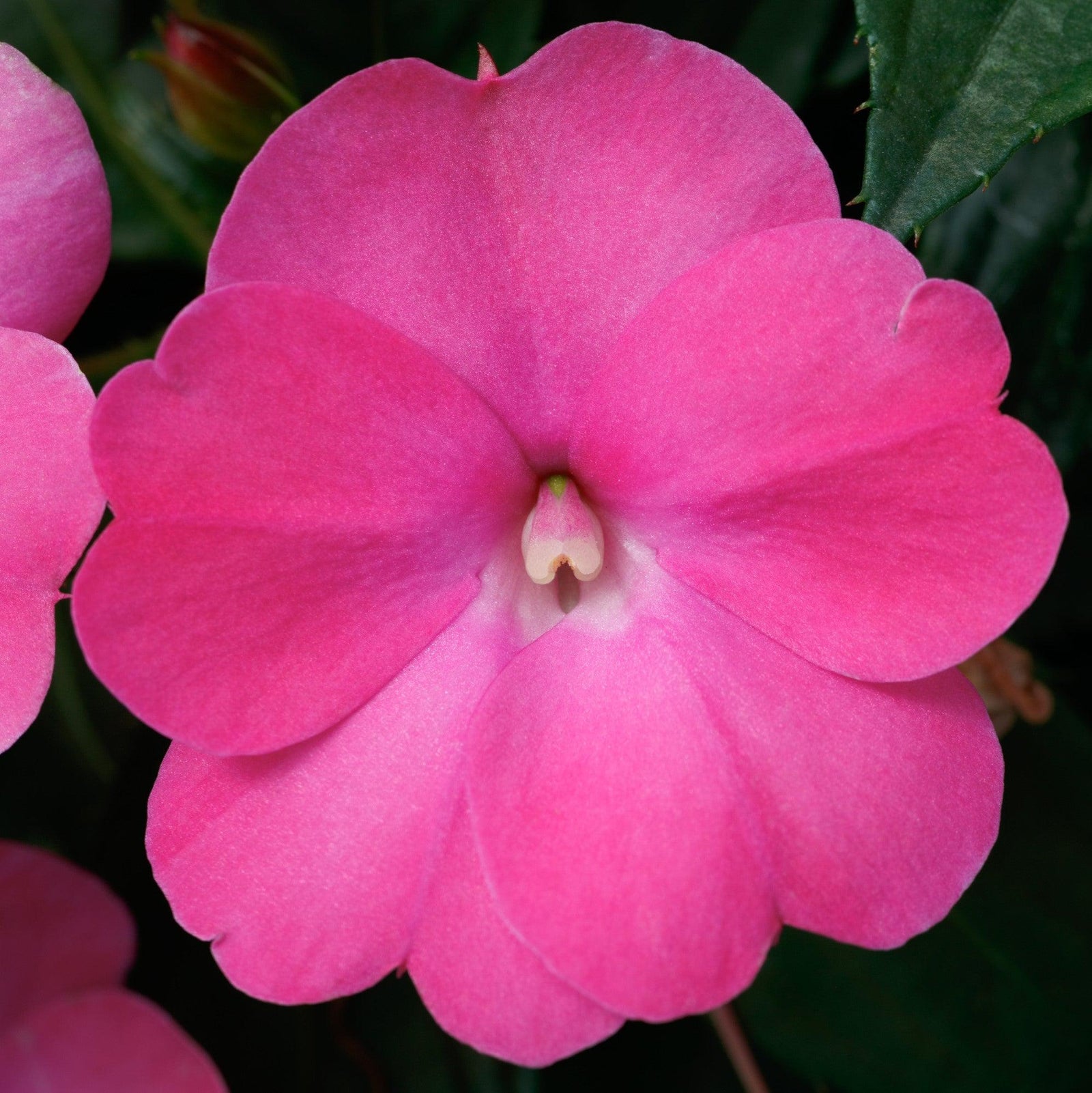 Impatiens x hybrida 'SAKIMP061' ~ SunPatiens® Compact Hot Pink Impatiens-ServeScape