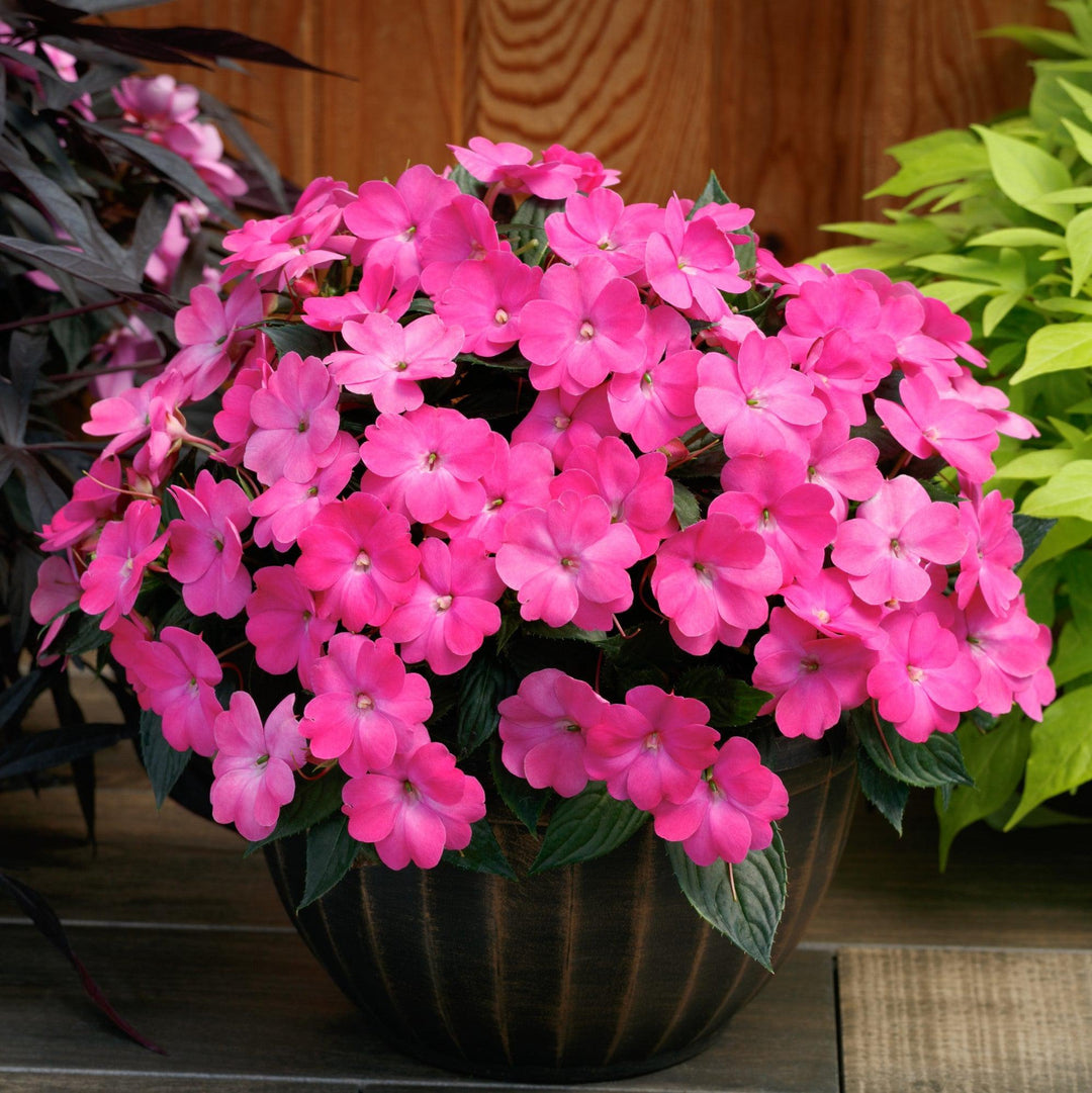 Impatiens x hybrida 'SAKIMP061' ~ SunPatiens® Compact Hot Pink Impatiens-ServeScape