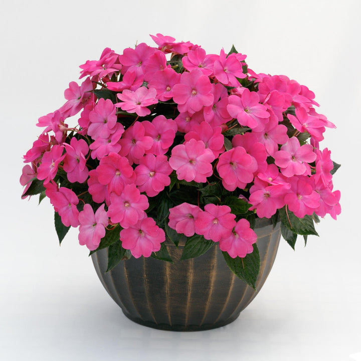 Impatiens x hybrida 'SAKIMP061' ~ SunPatiens® Compact Hot Pink Impatiens-ServeScape