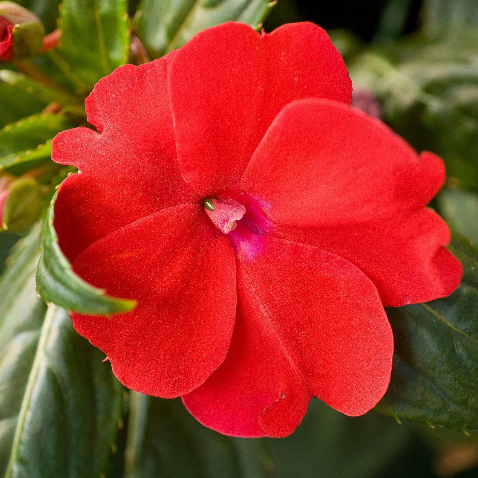 Impatiens x hybrida 'SAKIMP030' ~ SunPatiens® Compact Red Impatiens-ServeScape
